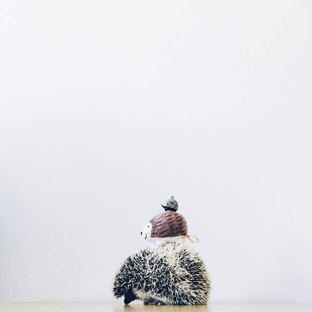 ordinary-hedgehogs-photography-hedgehographer-4