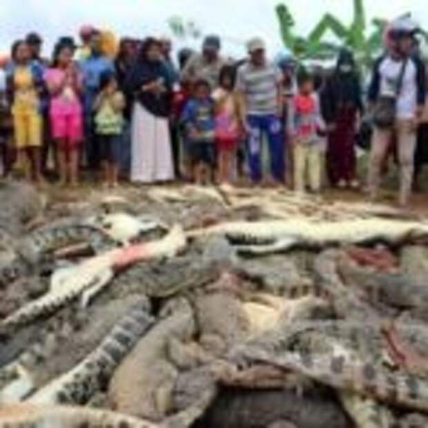 Индонезийцы убили 292 крокодила в отместку за смерть человека