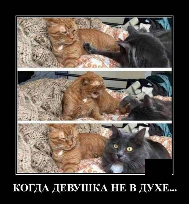 Демотиваторы (20 фото)