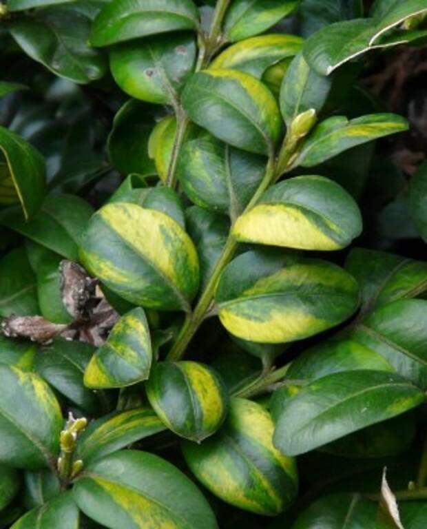 aureovariegata