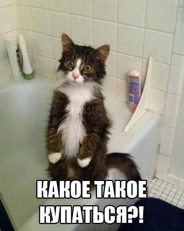 Кошачий фотопост! Кошачий фотопост! коты, юмор
