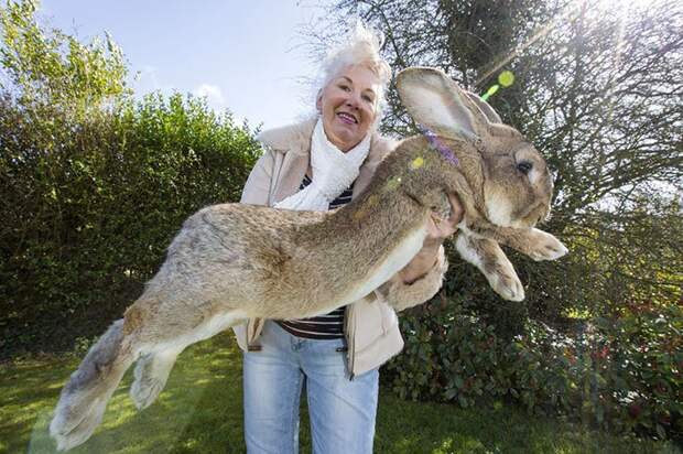 самый крупный кролик в мире