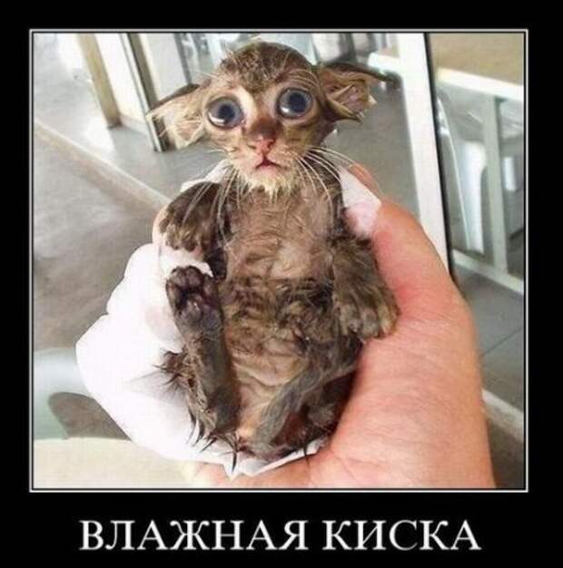 Демотиваторы приколы новые.