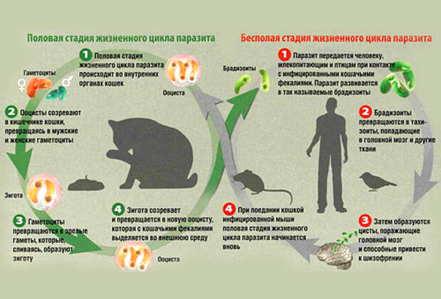 В русской демографической катастрофе виноваты кошки !?