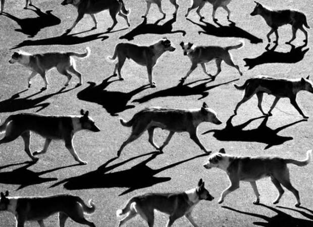 Тени отбрасывают котов: 20 сюрреалистических фотографий Алексея Меньшикова