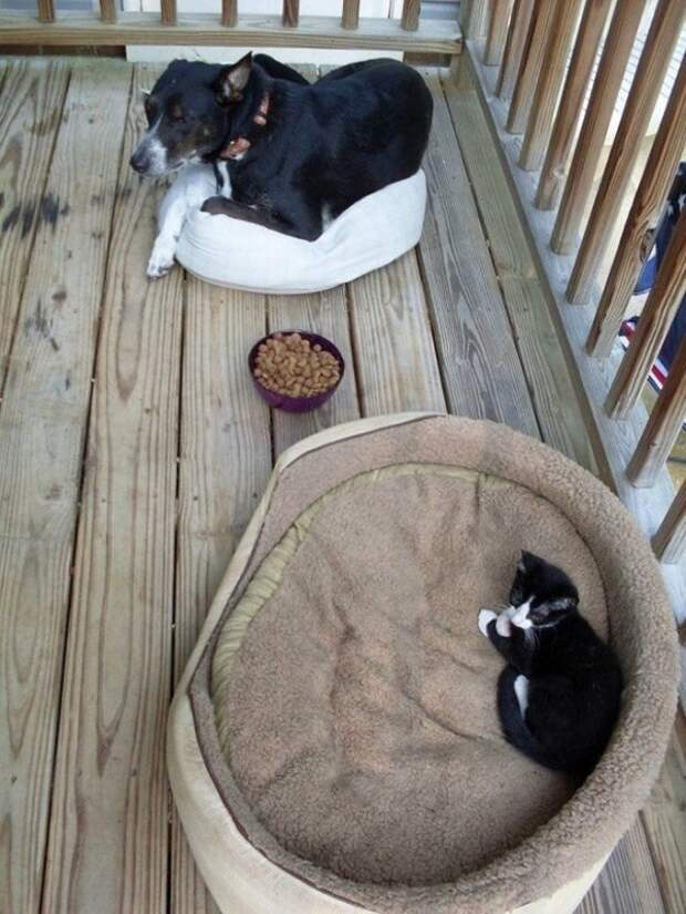 Как выглядит игра в царя горы между собаками и кошками