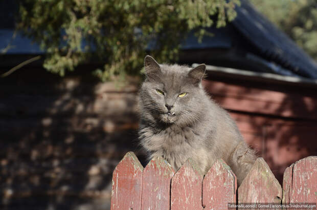 Кошка Лиза