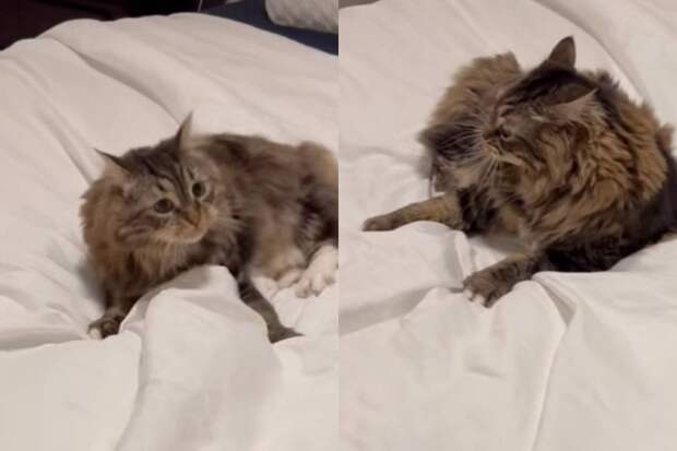 «Хочу на кровать»: нарушивший запрет хозяйки кот-бунтарь рассмешил соцсети