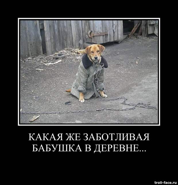 Демотиваторы катинки, прикол, смешно