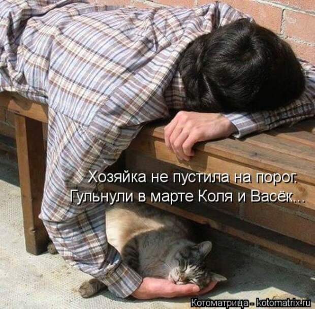Новая котоматрица (32 фото)