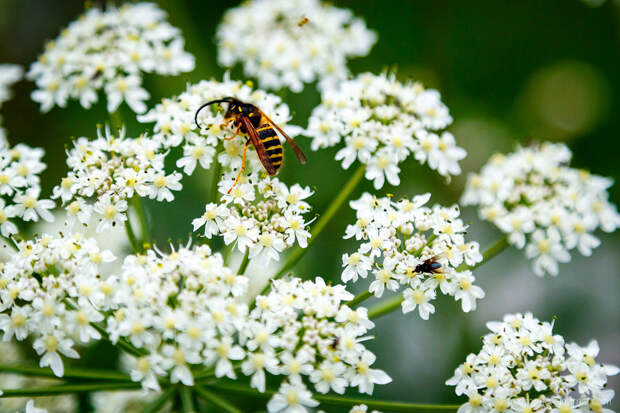 Озеро Семицветное на Кавказе Озеро Семицветное на Кавказе