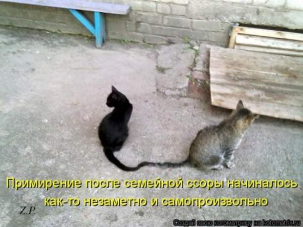 Лучшие котоматрицы недели