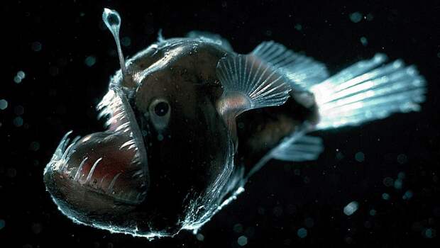 2. Меланоцет Джонсона (Humpback anglerfish) животные, факты