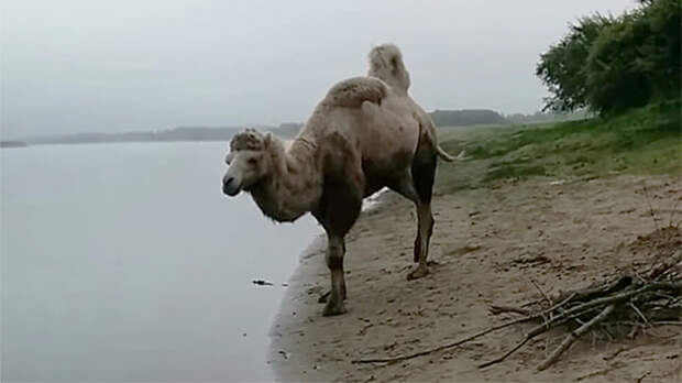 Встреченный в Сибири на рыбалке дикий верблюд взорвал интернет