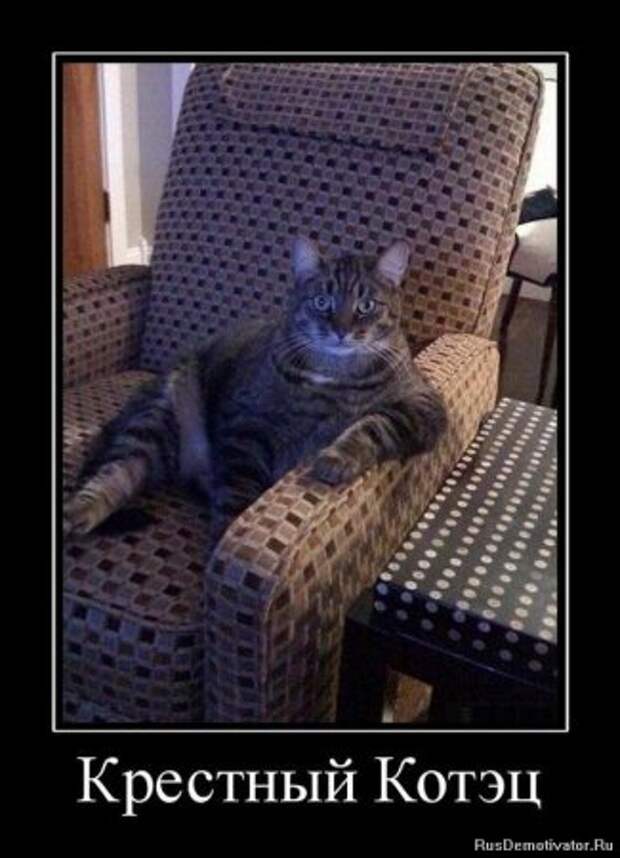 Демотиваторы про котЭ