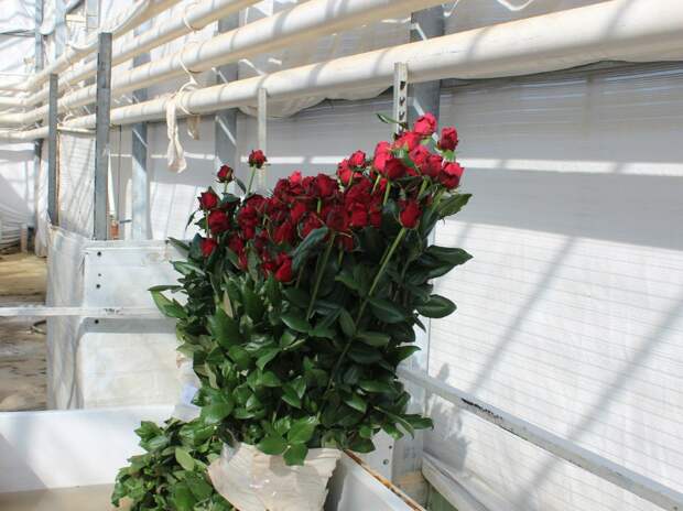 Как выращивают розы в России производство, розы