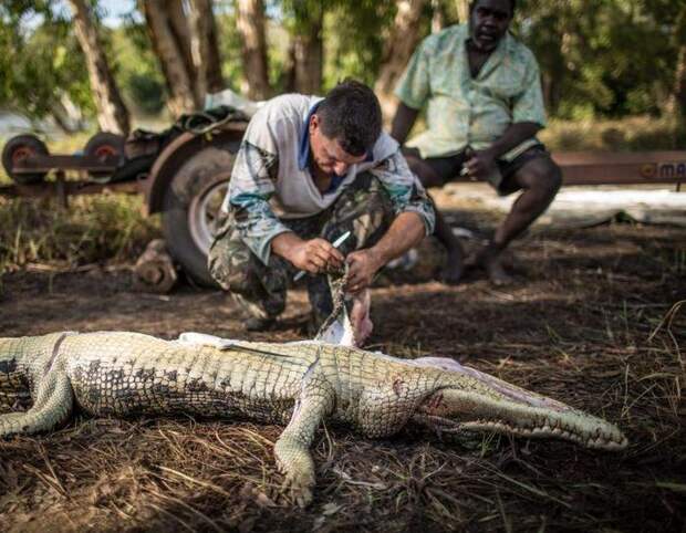 Быт австралийских охотников на гигантских крокодилов Австралия, охота на крокодилов, фотография, длиннопост