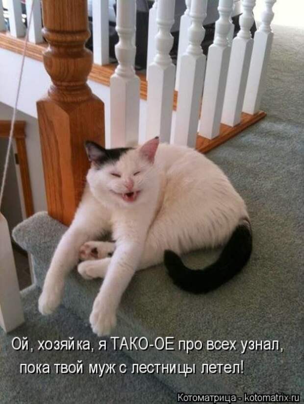 Свежий сборник котоматриц (34 шт)