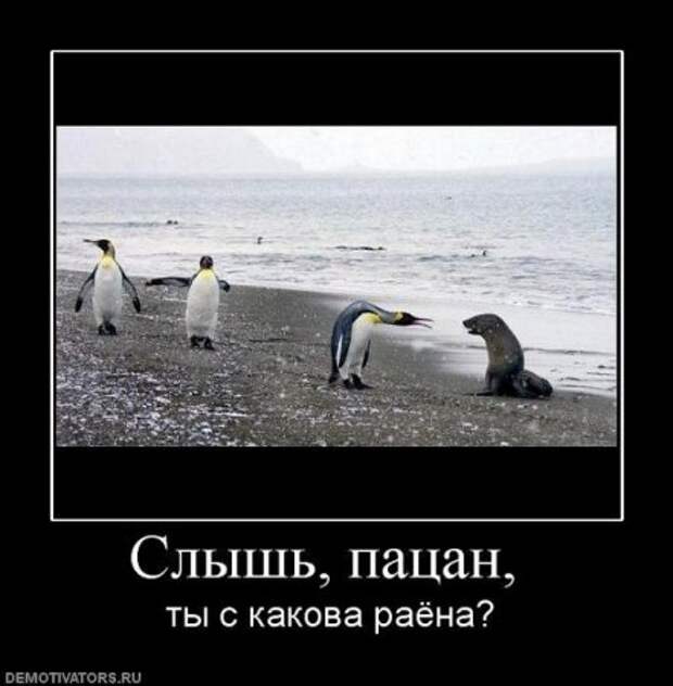 Смешные демотиваторы, веселые картинки с надписями!