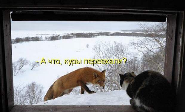 животные