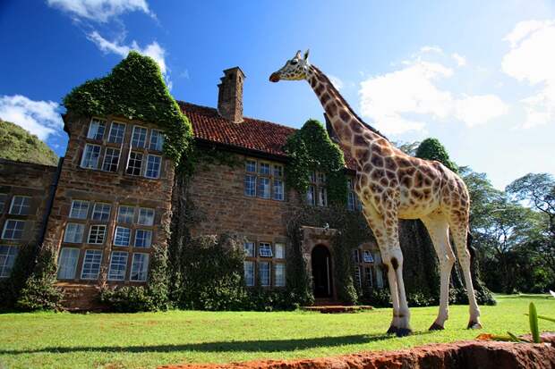 Завтрак с жирафами в необычном отеле Giraffe Manor, Кения. Фото