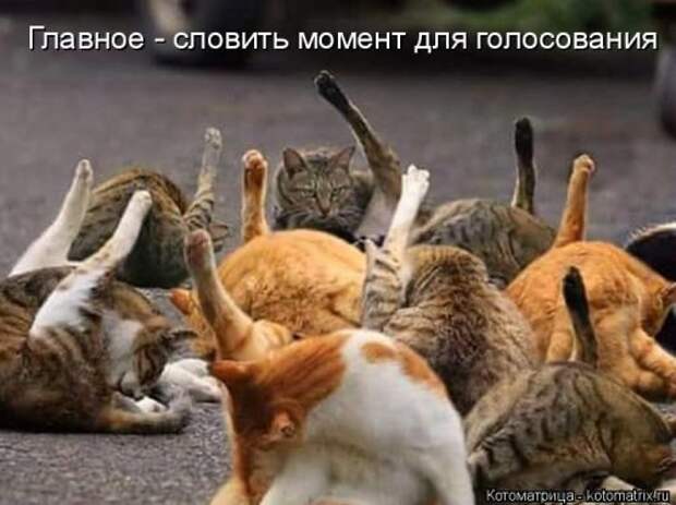 Новая и прикольная котоматрица на 22 сентября (29 фото)