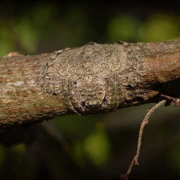 Dolophones conifera (лат.) — вид пауков из семейства кругопрядов. Для маскировки способен расстилать свое тело по дереву