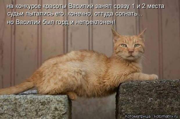 Котоматрицы(картинки с надписями)