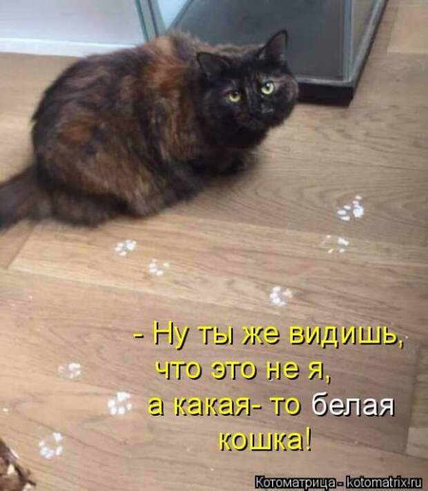 Новая котоматрица (29 фото)