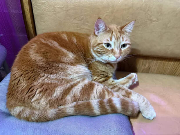 Ни шерсти, ни запаха, ни походов к ветеринару: 4 породы кошек для тех, кто любит чистоту