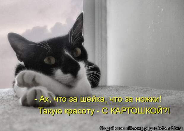 Котоматрицы (картинки с надписями)