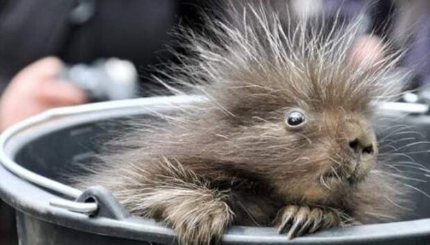 Животные на фото, вот кому живется хорошо.