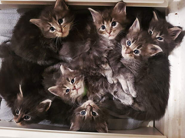 50 котят породы мейн-кун, которые ещё только ждут своего взросления