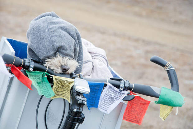 День 22: Прячется от морозного патагонского ветра  велосипед, мир, путешествие, собака