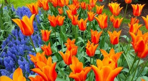 Цветущие тюльпаны в композиции с гиацинтами и мускари