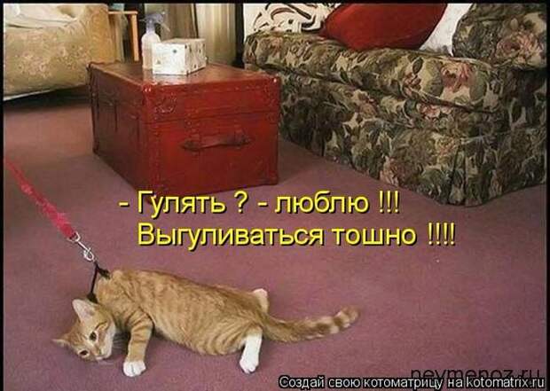 Лучшие котоматрицы недели