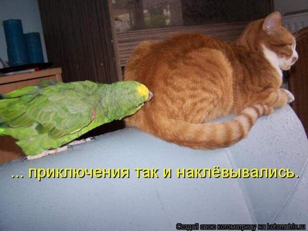 Лучшие котоматрицы недели (50 фото)
