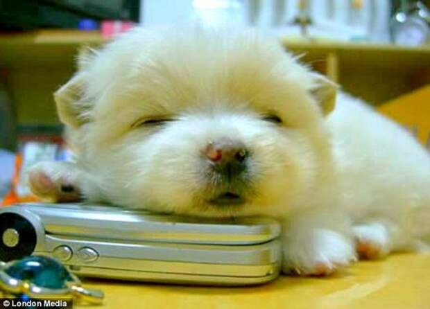 5.16.15 - Cutest Sleeping Puppies1