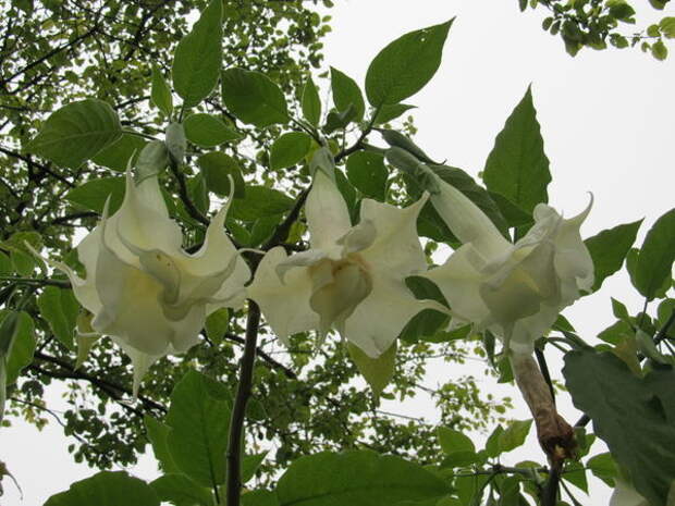 Brugmansia x candida Double White