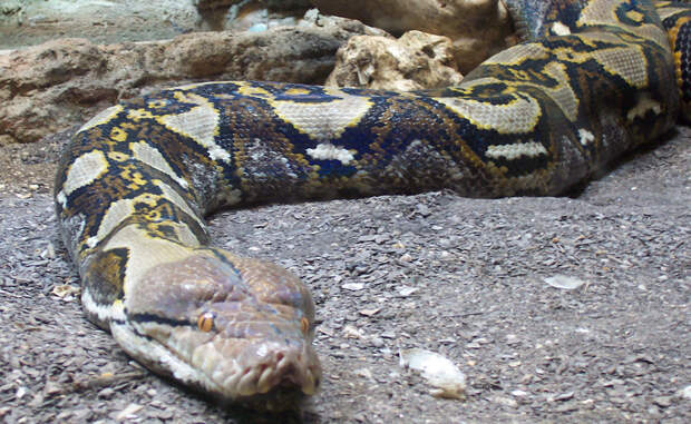 Сетчатый питон Длина: 12,2 метра Самая длинная змея в мире. Чаще всего в природе встречаются экземпляры по 7-7,5 метров, но в одном из зоопарков Австралии долгое время жил рекордсмен, питон Дейв, выросший аж до 12,2 метров.