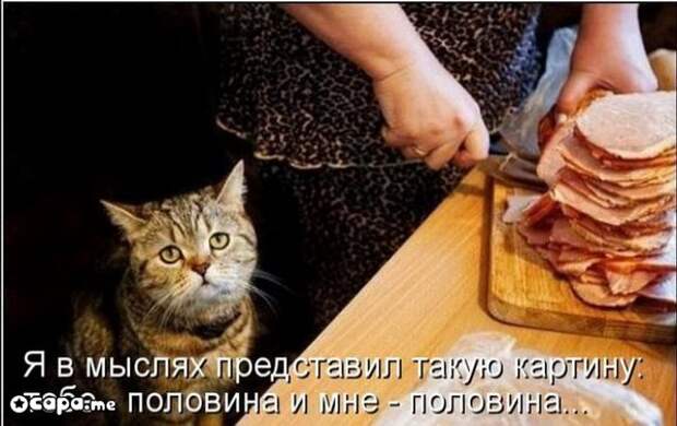 Позитивные котэ (29.05.15)