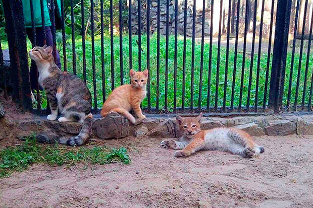 В зоопарке Новосибирска кошка выкормила детёныша рыси В зоопарке Новосибирска кошка выкормила детёныша рыси животные, кошка, рысенок