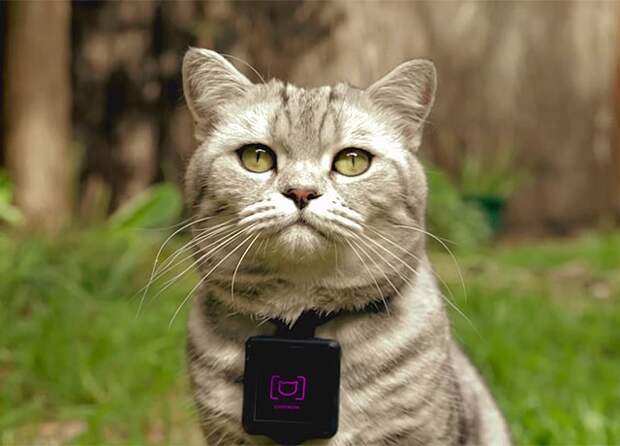 Catstacam - фотокамера для кошек