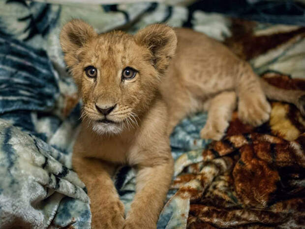 rescued-african-lion-sleeping-with-blanket-4