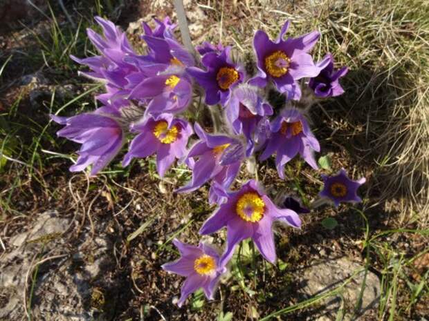 Прострел Халлера (Pulsatilla halleri)