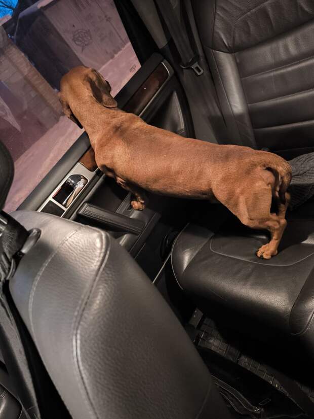 Админ, опубликуй пож! На пересечении Ткаченко и Кирова на дороге стоял такой пёс