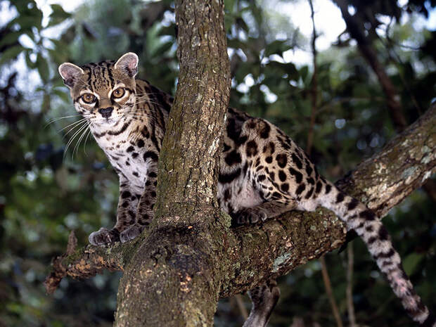 unusual-wild-cats-18-1