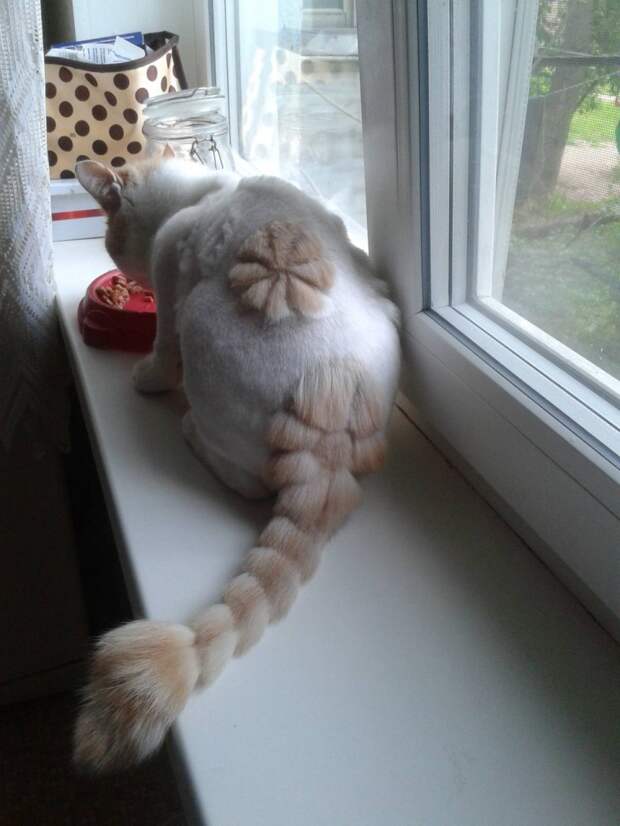 котики остриженные 