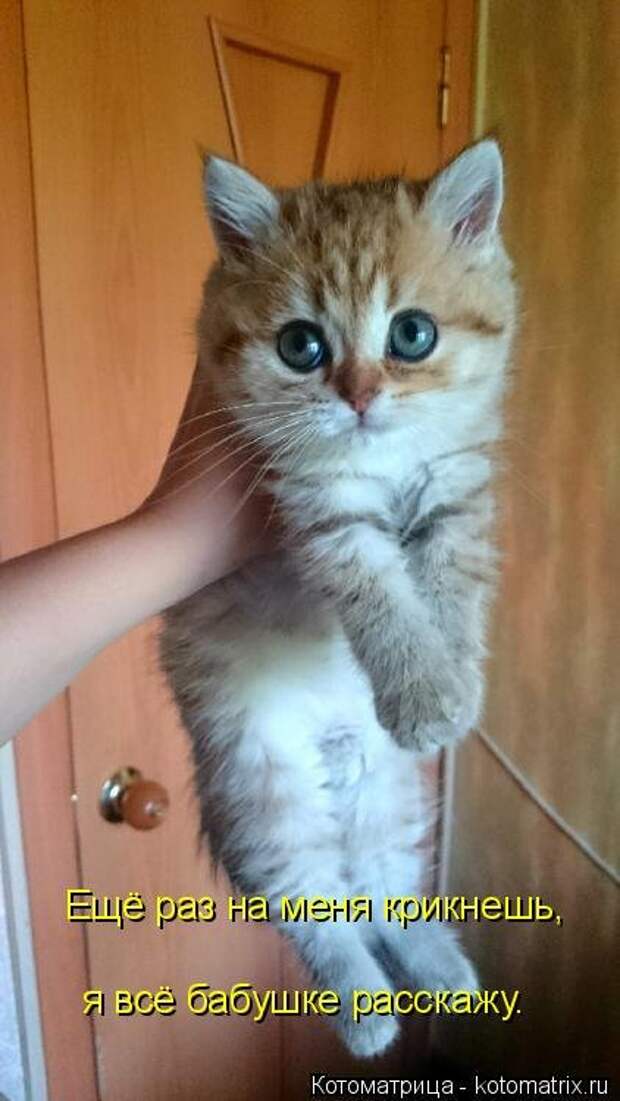 Котоматрица для всех (32 фото)