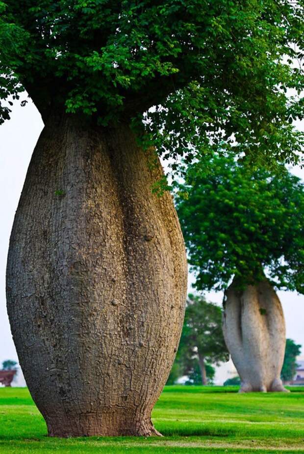 Деревья Тоборочи природа, удивительное, фото